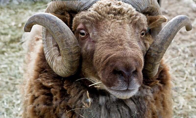 Sheep of the week: Rambouillet – Avenue Yarns