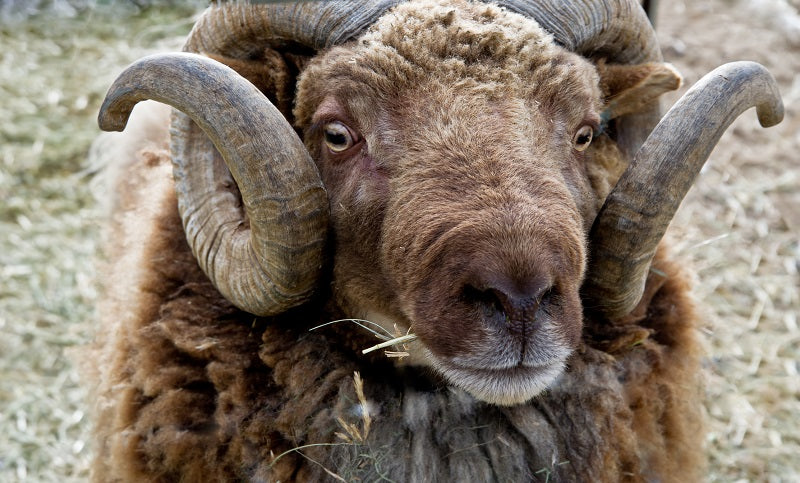 Sheep of the week: Rambouillet