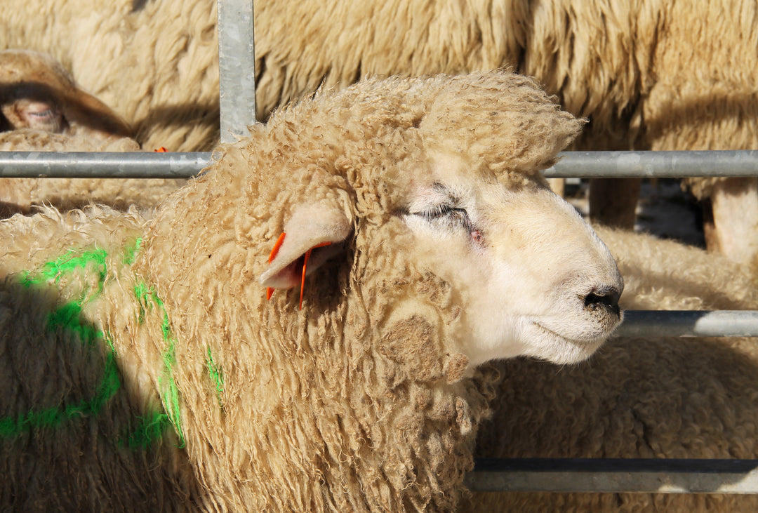 Sheep of the week: Romney – Avenue Yarns