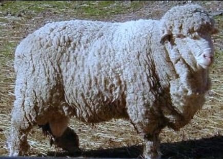 Sheep of the Week: Cormo